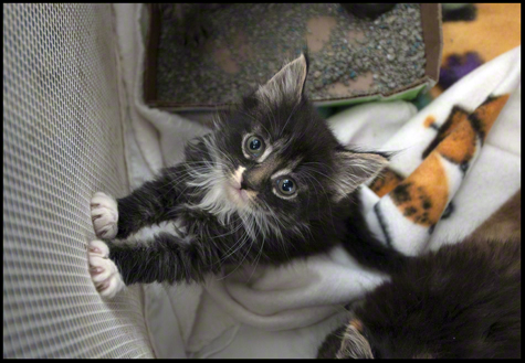 Adorable Kitten R.Olson.jpg